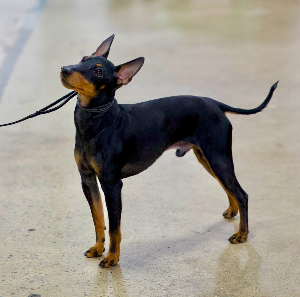 GCH Rush - Maximal Toy Manchester Terriers