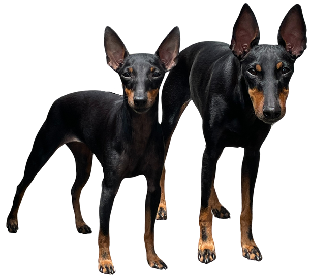 Toy manchester terrier puppies shops for